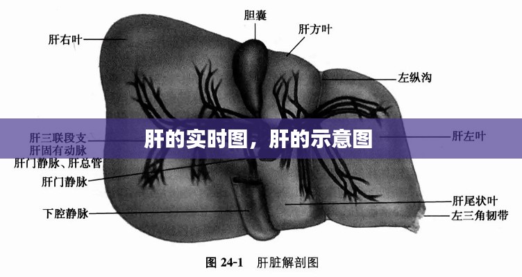 肝的實時圖，肝的示意圖 