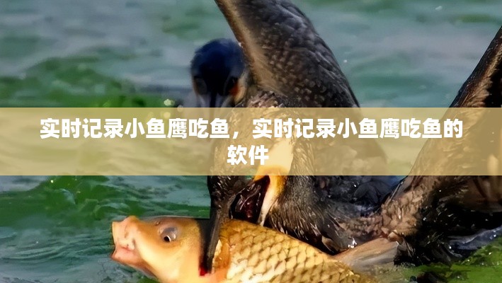 實(shí)時記錄小魚鷹吃魚，實(shí)時記錄小魚鷹吃魚的軟件 