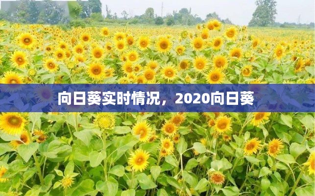 向日葵實(shí)時(shí)情況，2020向日葵 
