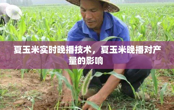 夏玉米實時晚播技術(shù)，夏玉米晚播對產(chǎn)量的影響 