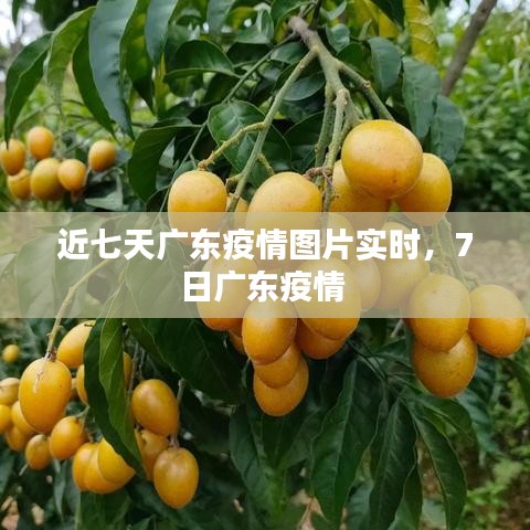 近七天廣東疫情圖片實時，7日廣東疫情 