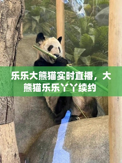 樂樂大熊貓實時直播，大熊貓樂樂丫丫續(xù)約 
