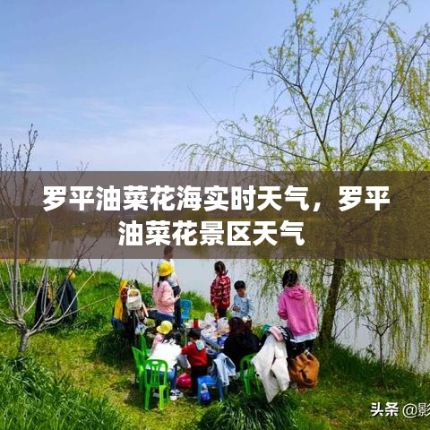 羅平油菜花海實(shí)時(shí)天氣，羅平油菜花景區(qū)天氣 
