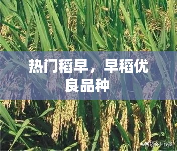 熱門稻早，早稻優(yōu)良品種 