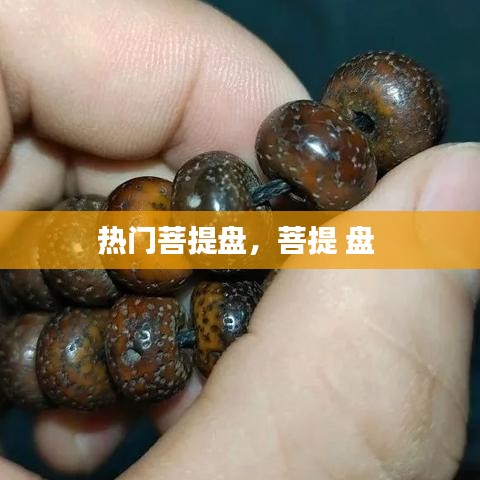 熱門(mén)菩提盤(pán)，菩提 盤(pán) 