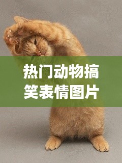 熱門(mén)動(dòng)物搞笑表情圖片，動(dòng)物搞笑表情gif 