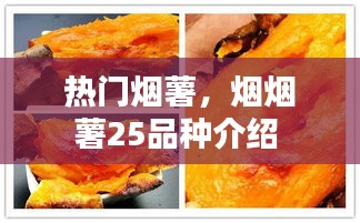 熱門煙薯，煙煙薯25品種介紹 