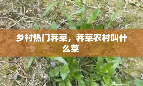 鄉(xiāng)村熱門薺菜，薺菜農(nóng)村叫什么菜 