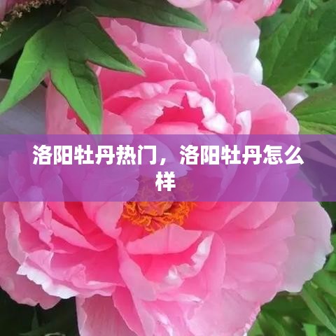 洛陽牡丹熱門，洛陽牡丹怎么樣 