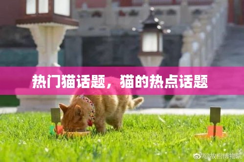 熱門貓話題，貓的熱點話題 