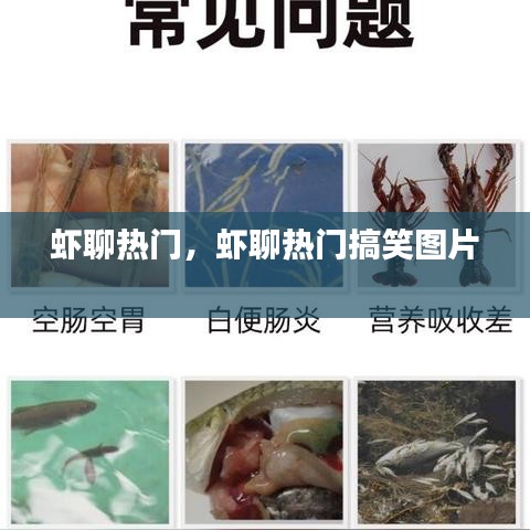 蝦聊熱門(mén)，蝦聊熱門(mén)搞笑圖片 
