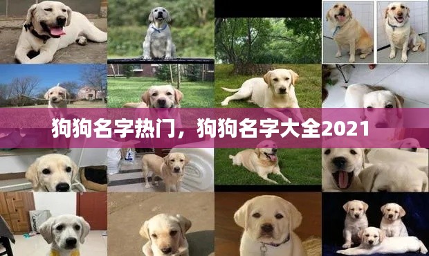 狗狗名字熱門，狗狗名字大全2021 