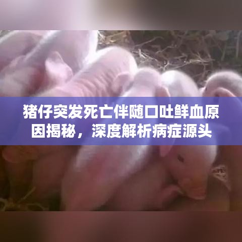 豬仔突發(fā)死亡伴隨口吐鮮血原因揭秘，深度解析病癥源頭