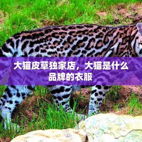 大貓皮草獨家店，大貓是什么品牌的衣服 
