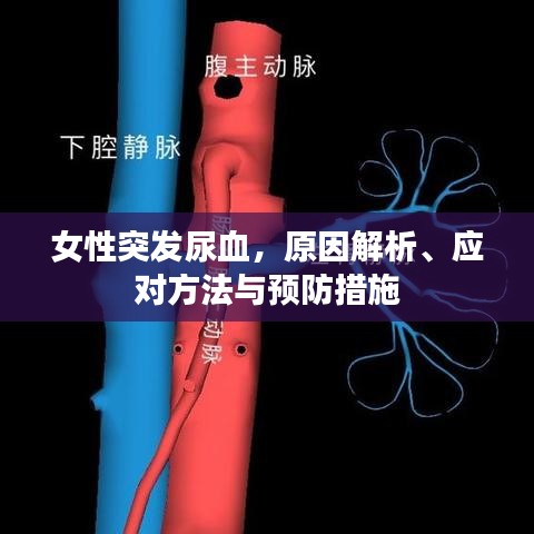 女性突發(fā)尿血，原因解析、應(yīng)對(duì)方法與預(yù)防措施
