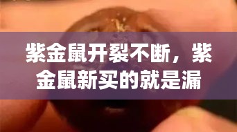 紫金鼠開裂不斷，紫金鼠新買的就是漏的 