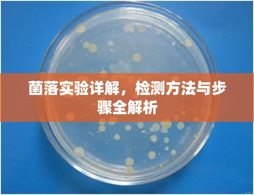 菌落實驗詳解，檢測方法與步驟全解析