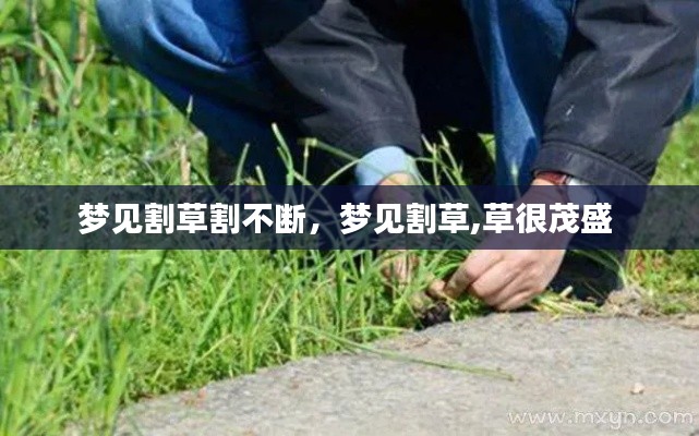 夢見割草割不斷，夢見割草,草很茂盛 