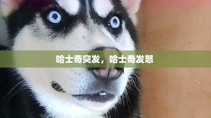 哈士奇突發(fā)，哈士奇發(fā)怒 