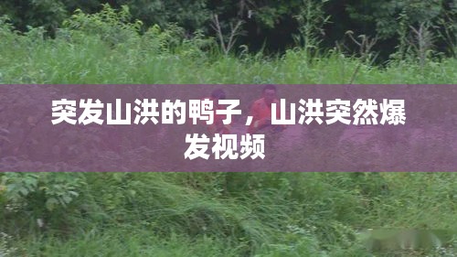 突發(fā)山洪的鴨子，山洪突然爆發(fā)視頻 