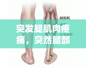 突發(fā)腿肌肉疼痛，突然腿部肌肉 陣痛 