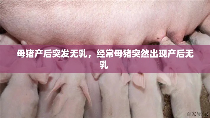 母豬產(chǎn)后突發(fā)無乳，經(jīng)常母豬突然出現(xiàn)產(chǎn)后無乳 