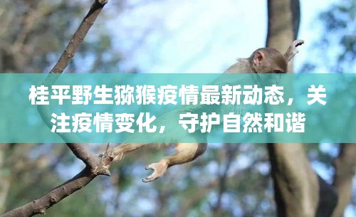 桂平野生獼猴疫情最新動態(tài)，關注疫情變化，守護自然和諧