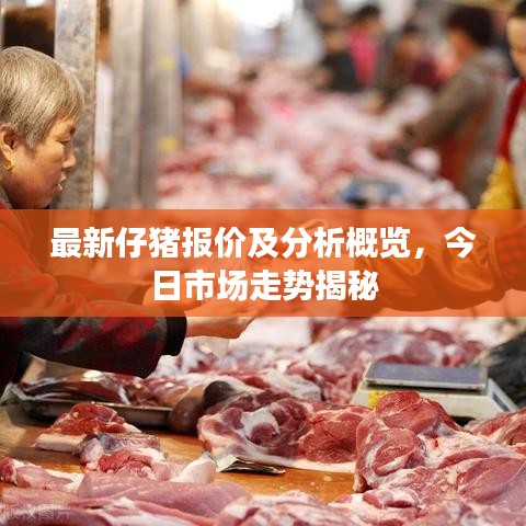 最新仔豬報(bào)價(jià)及分析概覽，今日市場走勢揭秘