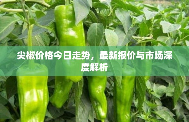 尖椒價(jià)格今日走勢(shì)，最新報(bào)價(jià)與市場(chǎng)深度解析
