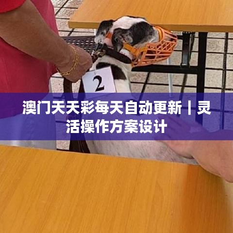 澳門天天彩每天自動(dòng)更新｜靈活操作方案設(shè)計(jì)