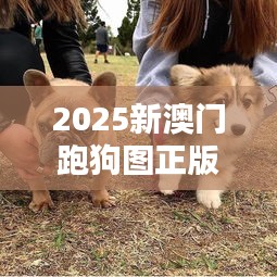 2025新澳門跑狗圖正版免費：互動體驗版，犬迷必備