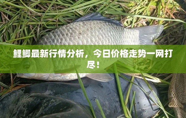 鯉鯽最新行情分析，今日價(jià)格走勢(shì)一網(wǎng)打盡！