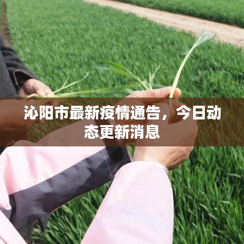 沁陽(yáng)市最新疫情通告，今日動(dòng)態(tài)更新消息