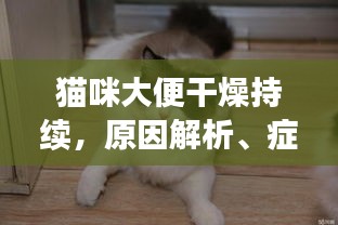貓咪大便干燥持續(xù)，原因解析、癥狀表現(xiàn)及應(yīng)對(duì)方案