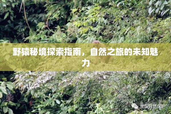 野猿秘境探索指南，自然之旅的未知魅力