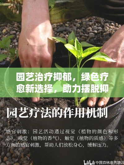 園藝治療抑郁，綠色療愈新選擇，助力擺脫抑郁陰霾