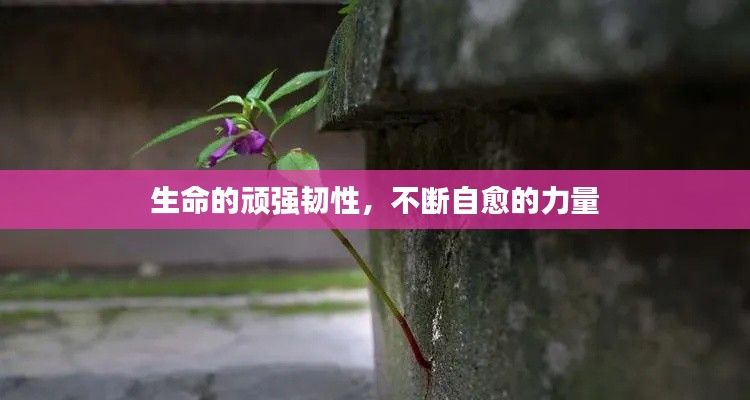 生命的頑強(qiáng)韌性，不斷自愈的力量