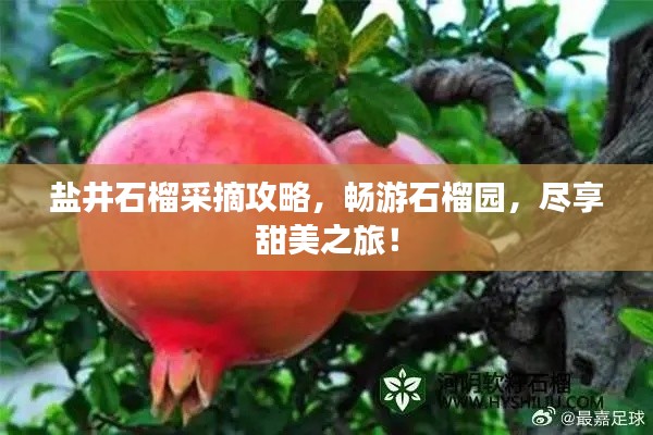 鹽井石榴采摘攻略，暢游石榴園，盡享甜美之旅！
