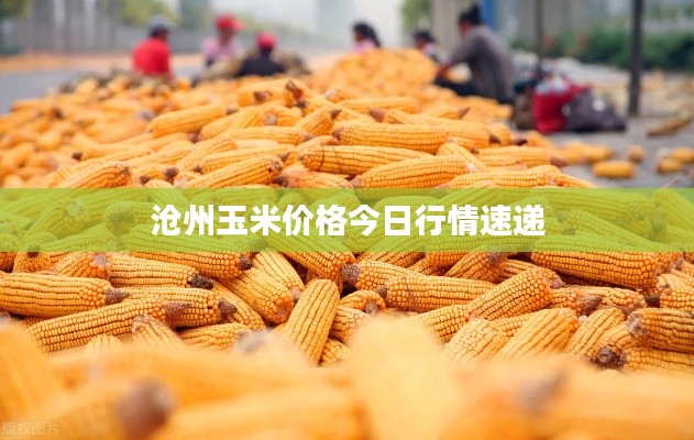 滄州玉米價格今日行情速遞