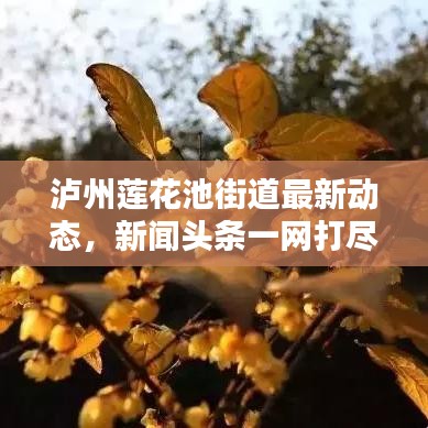 瀘州蓮花池街道最新動態(tài)，新聞頭條一網(wǎng)打盡！
