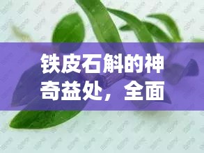 鐵皮石斛的神奇益處，全面解讀草本精華的功效