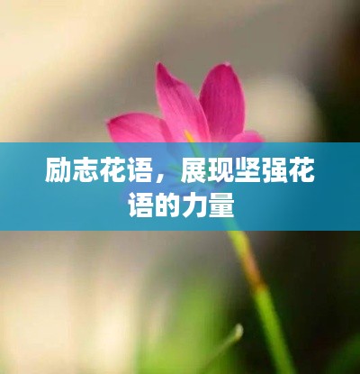 勵(lì)志花語(yǔ)，展現(xiàn)堅(jiān)強(qiáng)花語(yǔ)的力量