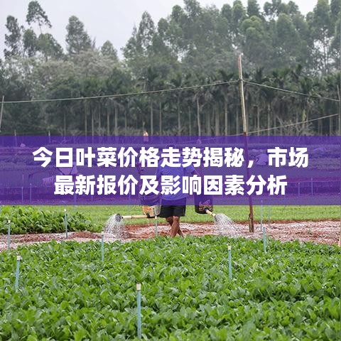 今日葉菜價格走勢揭秘，市場最新報價及影響因素分析