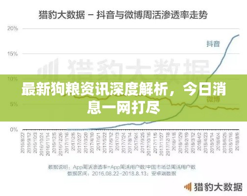 最新狗糧資訊深度解析，今日消息一網(wǎng)打盡