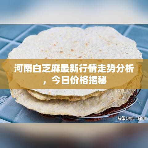 河南白芝麻最新行情走勢分析，今日價(jià)格揭秘