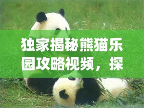 獨(dú)家揭秘熊貓樂園攻略視頻，探秘熊貓家園，必備指南助你暢游無阻！