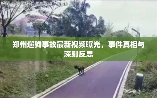 鄭州遛狗事故最新視頻曝光，事件真相與深刻反思