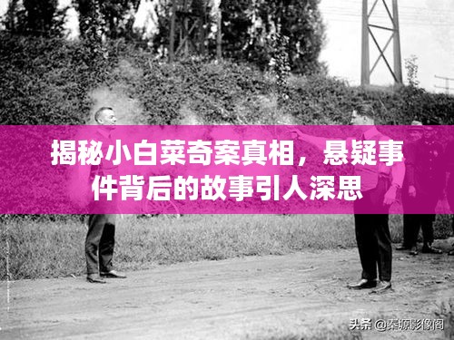 揭秘小白菜奇案真相，懸疑事件背后的故事引人深思