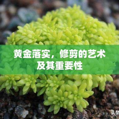 黃金落實，修剪的藝術(shù)及其重要性