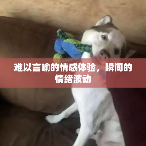 難以言喻的情感體驗(yàn)，瞬間的情緒波動(dòng)